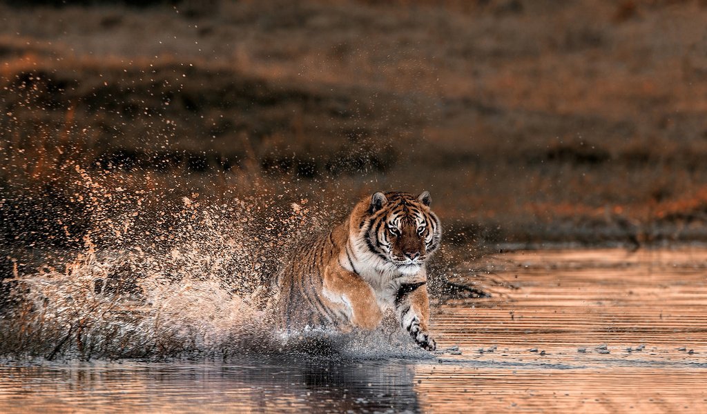 Обои тигр, вода, природа, брызги, животное, дикие кошка, tiger, water, nature, squirt, animal, wild cat разрешение 2048x1216 Загрузить