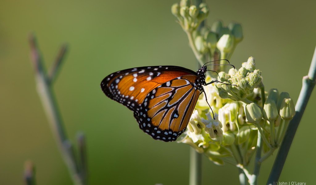 Обои цветок, бабочка, крылья, насекомые, john j oleary, flower, butterfly, wings, insects разрешение 2048x1365 Загрузить