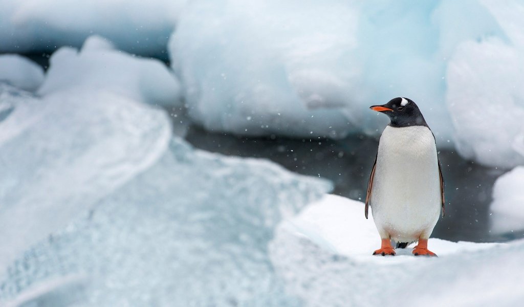 Обои снег, антарктида, природа, лёд, птицы, птица, клюв, остров, пингвин, snow, antarctica, nature, ice, birds, bird, beak, island, penguin разрешение 1920x1080 Загрузить