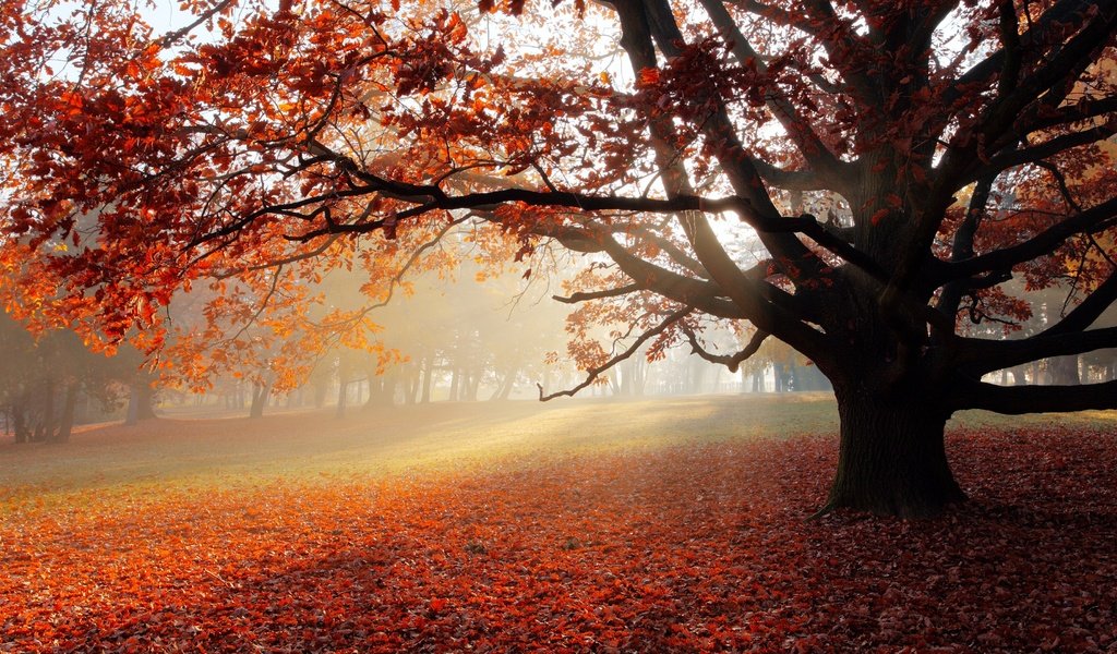 Обои дерево, листва, осень, солнечный свет, tree, foliage, autumn, sunlight разрешение 3840x2160 Загрузить