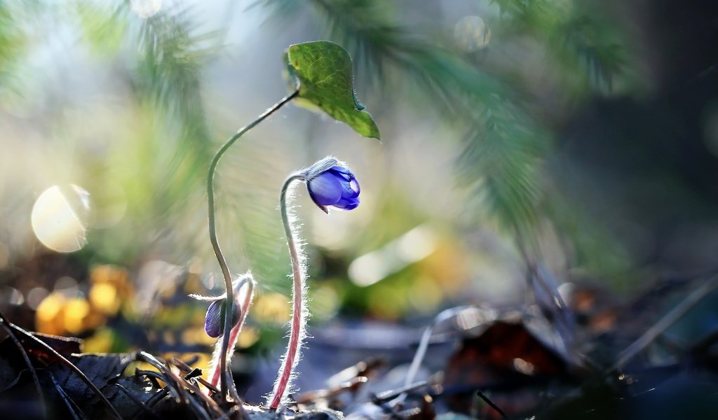 Обои цветы, растения, синие цветы, raimondas kairys, flowers, plants, blue flowers разрешение 2560x1710 Загрузить