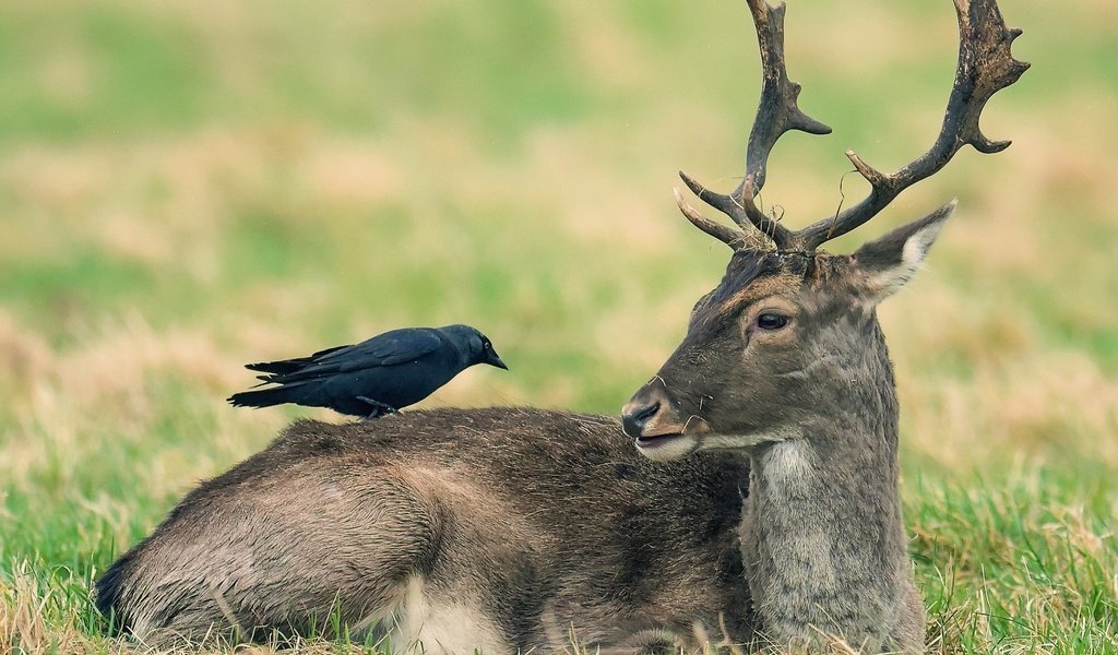 Обои природа, олень, животные, птица, ворона, nature, deer, animals, bird, crow разрешение 2046x1387 Загрузить