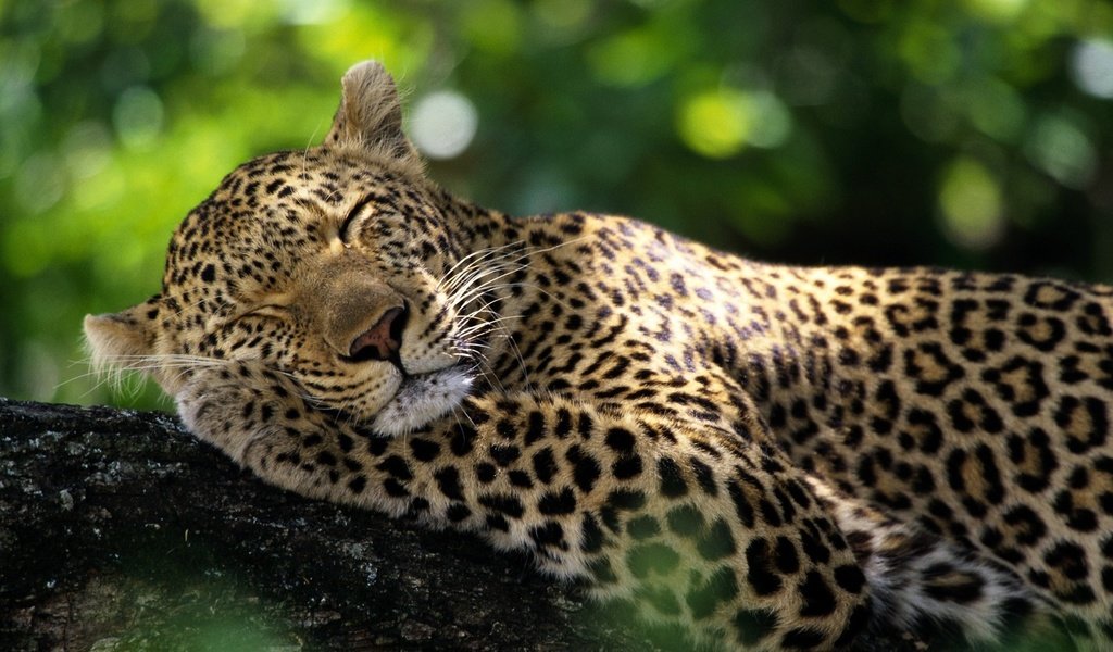 Обои животные, леопард, дикие кошки, спящий леопард, animals, leopard, wild cats, sleeping leopard разрешение 1920x1080 Загрузить