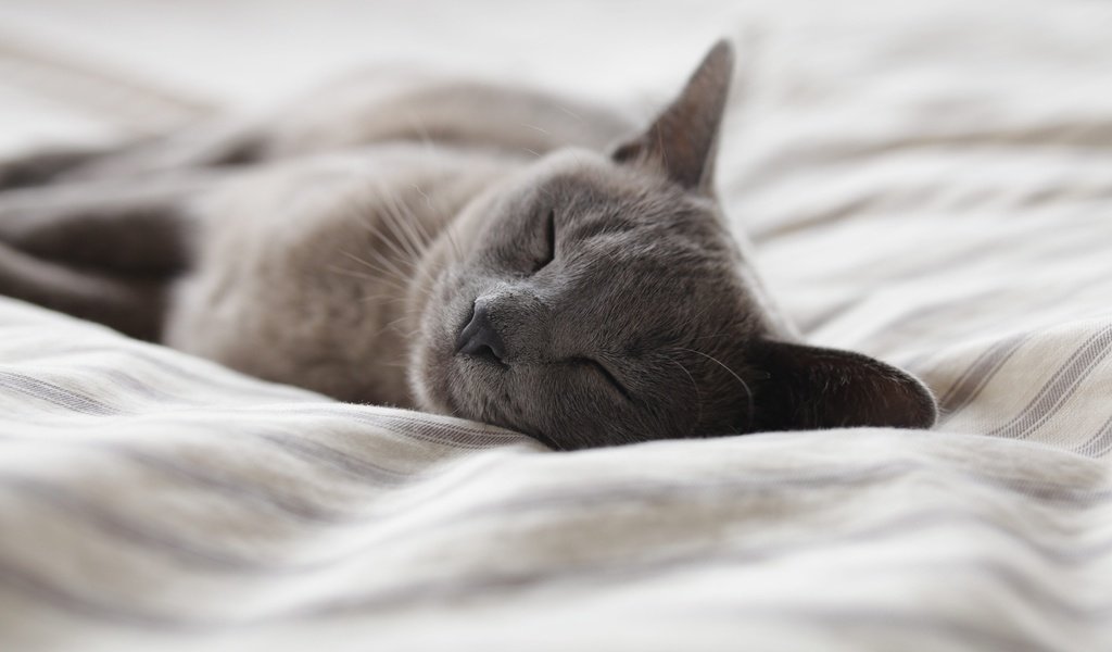Обои кот, кошка, сон, постель, cat, sleep, bed разрешение 3840x2160 Загрузить