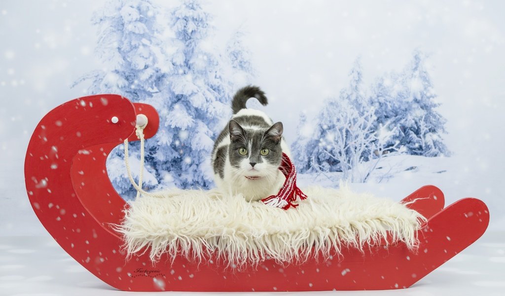 Обои зима, кот, кошка, взгляд, сани, фотосессия, шарфик, winter, cat, look, sleigh, photoshoot, scarf разрешение 5779x3757 Загрузить