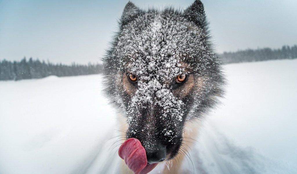 Обои глаза, волк, снег, крупным планом, природа, зима, животное, язык, нос, мех, eyes, wolf, snow, closeup, nature, winter, animal, language, nose, fur разрешение 2560x1600 Загрузить