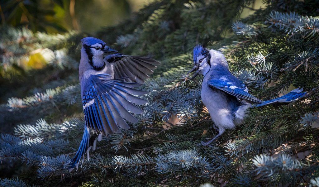 Обои природа, хвоя, ветки, птицы, ель, пара, сойка, голубая сойка, nature, needles, branches, birds, spruce, pair, jay, blue jay разрешение 2048x1365 Загрузить