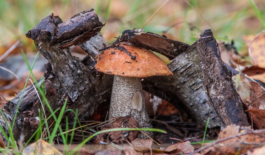 Обои трава, природа, дерево, гриб, подосиновик, осенние листья, grass, nature, tree, mushroom, boletus, autumn leaves разрешение 3000x2000 Загрузить