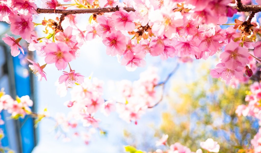 Обои цветение, лепестки, весна, сакура, flowering, petals, spring, sakura разрешение 2048x1365 Загрузить