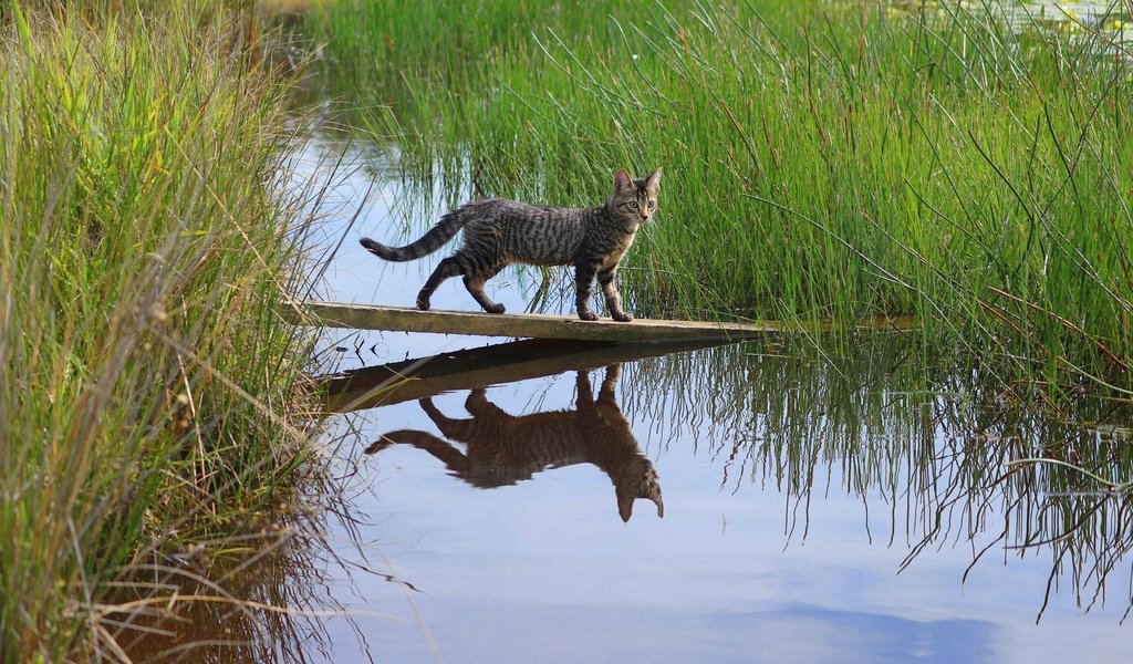 Обои трава, вода, отражение, доска, кошка, grass, water, reflection, board, cat разрешение 2048x1365 Загрузить