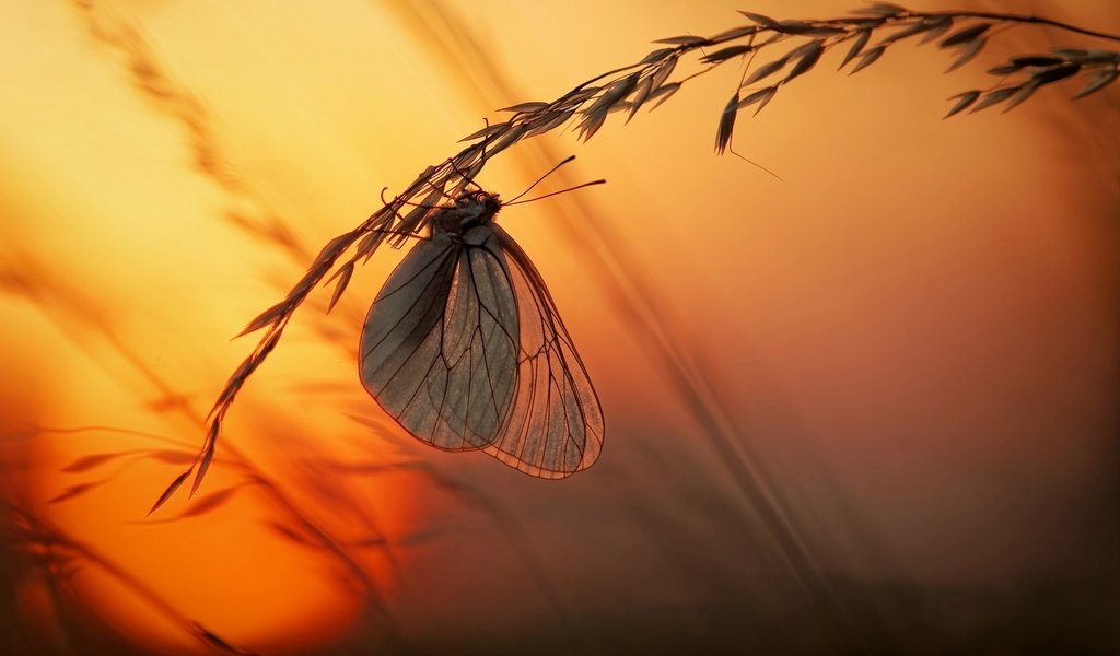 Обои свет, трава, солнце, закат, макро, насекомое, бабочка, light, grass, the sun, sunset, macro, insect, butterfly разрешение 2500x1666 Загрузить