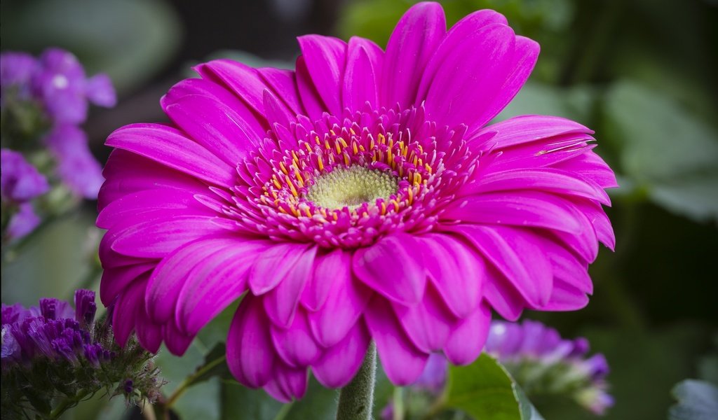 Обои макро, цветок, лепестки, гербера, macro, flower, petals, gerbera разрешение 2021x1305 Загрузить