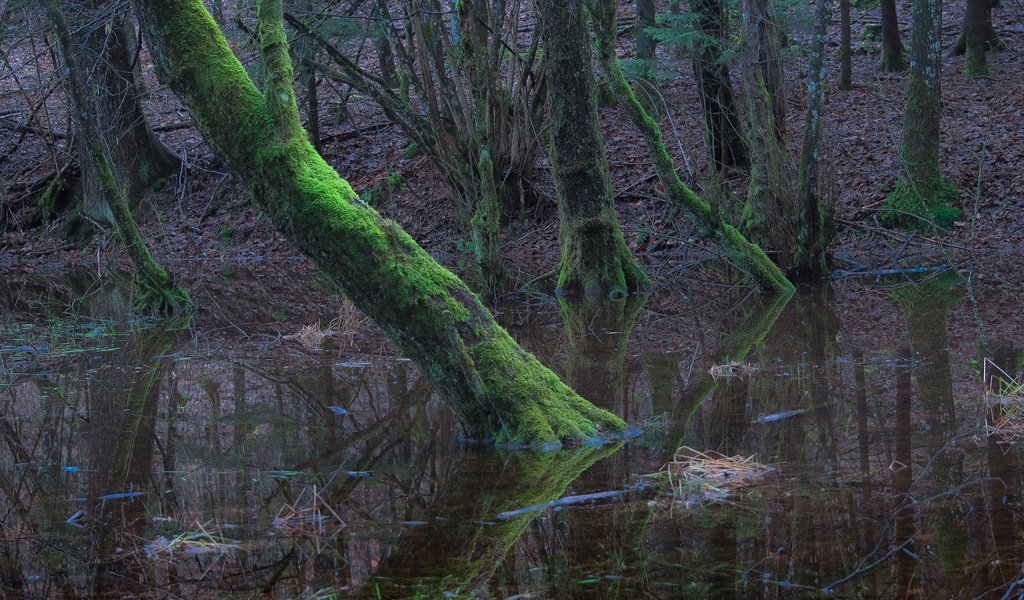 Обои деревья, вода, лес, мох, trees, water, forest, moss разрешение 2048x1323 Загрузить