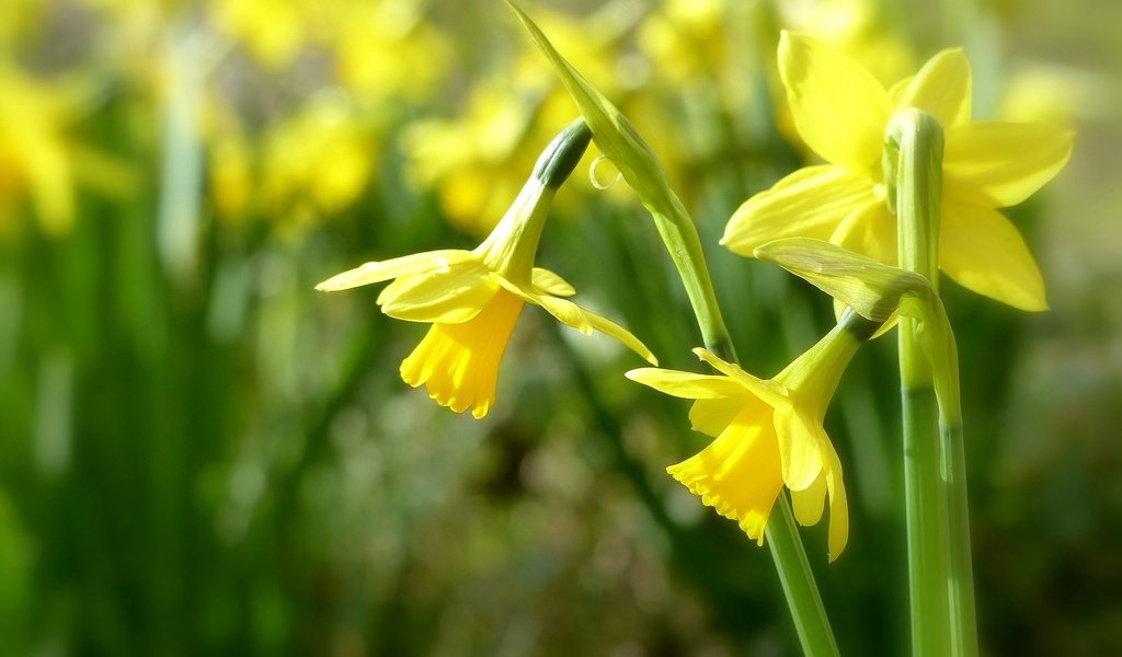 Обои цветы, нарциссы, желтые, боке, трио, flowers, daffodils, yellow, bokeh, trio разрешение 2048x1386 Загрузить