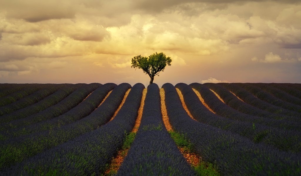 Обои облака, природа, дерево, поле, лаванда, лето, clouds, nature, tree, field, lavender, summer разрешение 1920x1280 Загрузить