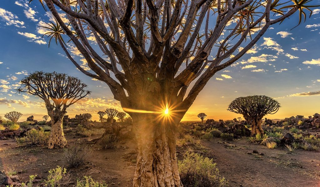 Обои деревья, вечер, солнце, пустыня, африка, намибия, quiver tree, trees, the evening, the sun, desert, africa, namibia разрешение 2048x1366 Загрузить