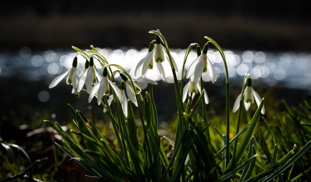 Обои цветы, весна, подснежники, боке, flowers, spring, snowdrops, bokeh разрешение 2048x1205 Загрузить