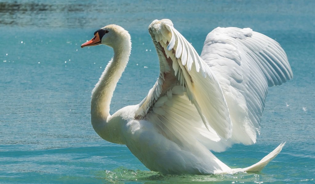 Обои вода, крылья, птица, лебедь, размах, water, wings, bird, swan, the scope разрешение 5163x3442 Загрузить