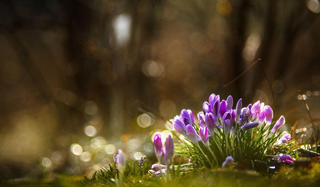 Обои цветы, природа, лес, весна, крокусы, flowers, nature, forest, spring, crocuses разрешение 2048x1317 Загрузить