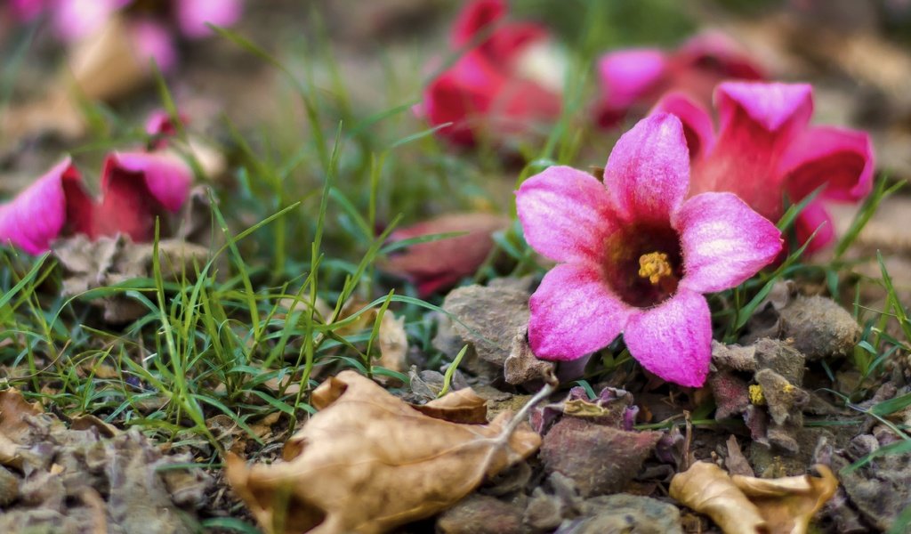 Обои цветы, трава, природа, листья, весна, flowers, grass, nature, leaves, spring разрешение 4928x3264 Загрузить