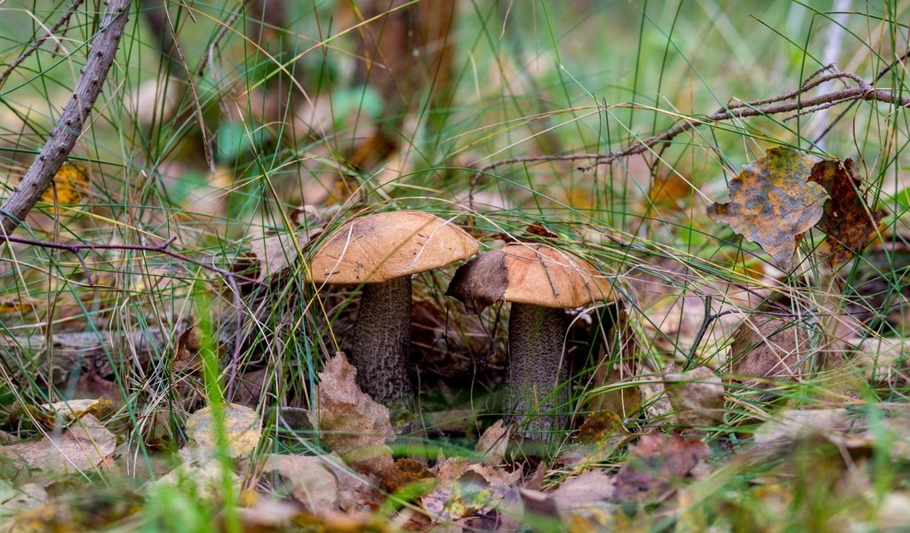 Обои природа, лес, грибы, гриб, подосиновики, осенние листья, nature, forest, mushrooms, mushroom, aspen, autumn leaves разрешение 2400x1600 Загрузить