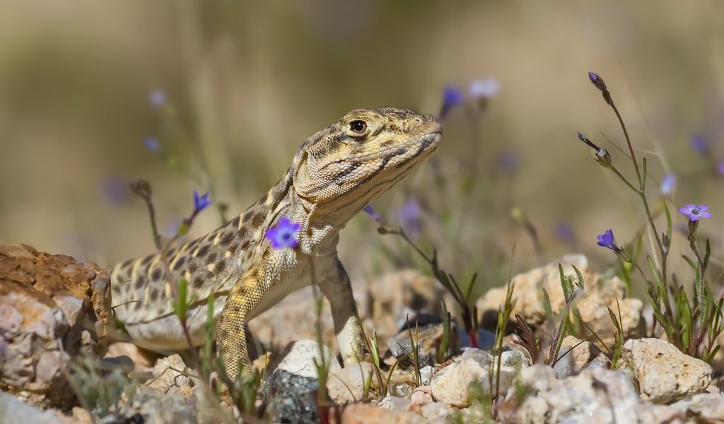 Обои цветы, природа, камни, фон, ящерица, flowers, nature, stones, background, lizard разрешение 1920x1152 Загрузить