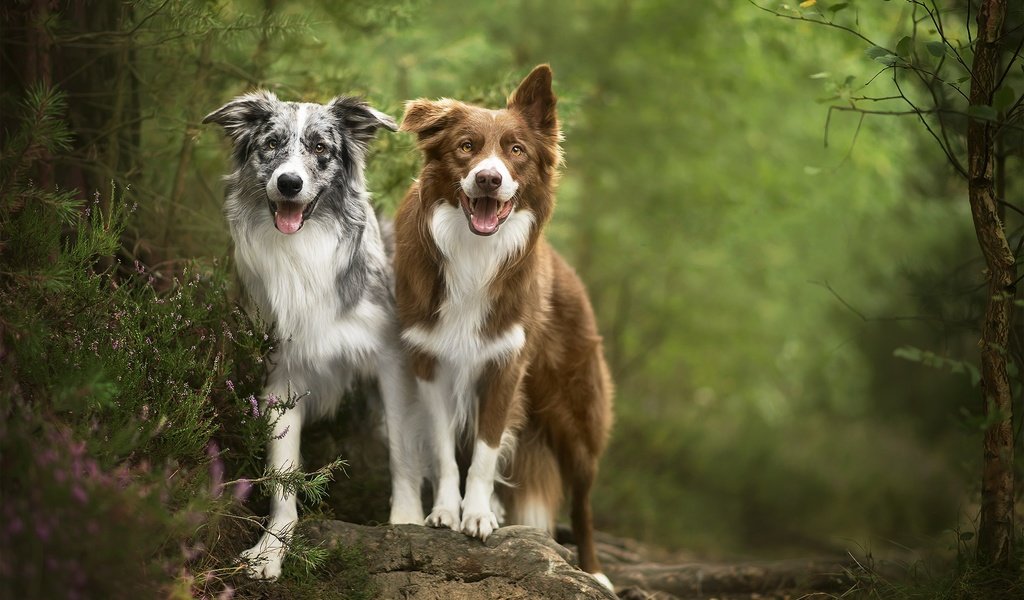 Обои природа, друзья, собаки, nature, friends, dogs разрешение 2024x1212 Загрузить