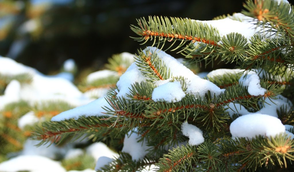 Обои снег, природа, хвоя, зима, ель, иголки, snow, nature, needles, winter, spruce разрешение 1920x1280 Загрузить