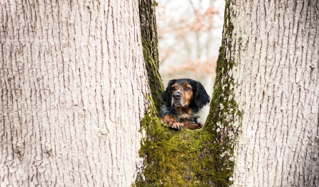 Обои дерево, взгляд, собака, juliette roux--merveille, tree, look, dog разрешение 2560x1707 Загрузить