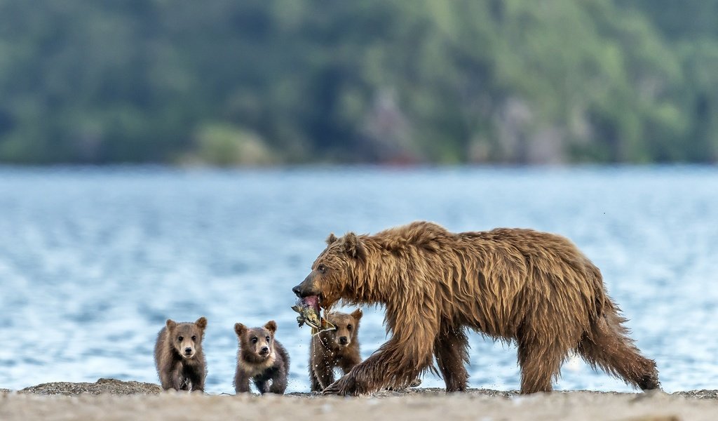 Обои рыба, медведи, улов, медведица, медвежата, fish, bears, catch, bear разрешение 2500x1634 Загрузить