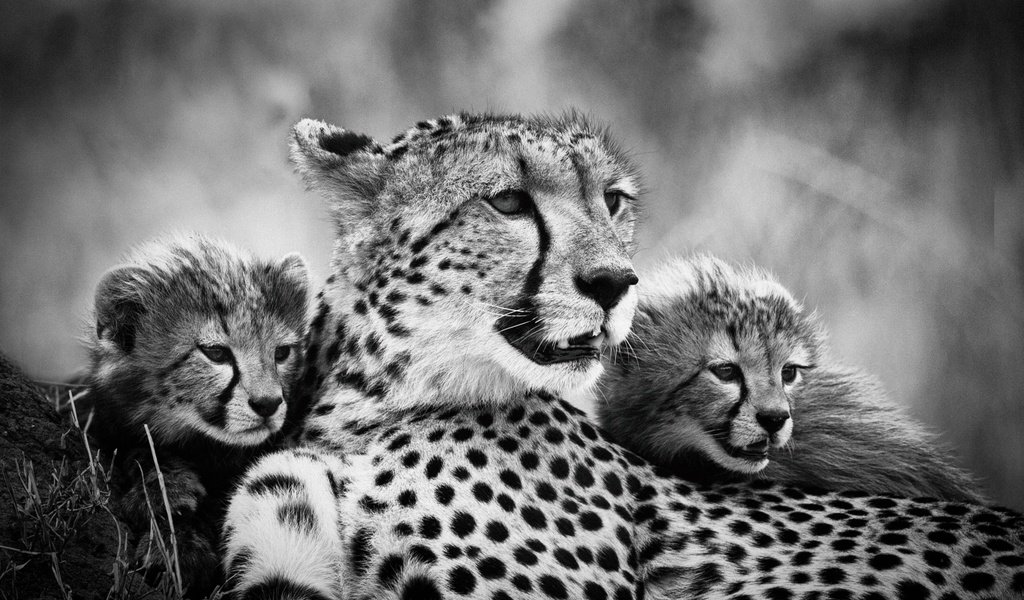Обои чёрно-белое, мама, гепарды, детеныши, black and white, mom, cheetahs, cubs разрешение 2500x1664 Загрузить