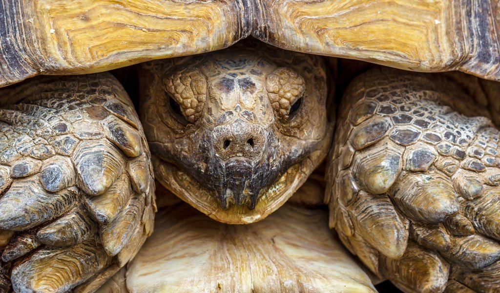 Обои макро, черепаха, панцирь, голова, пресмыкающееся, macro, turtle, shell, head, reptile разрешение 2880x1816 Загрузить