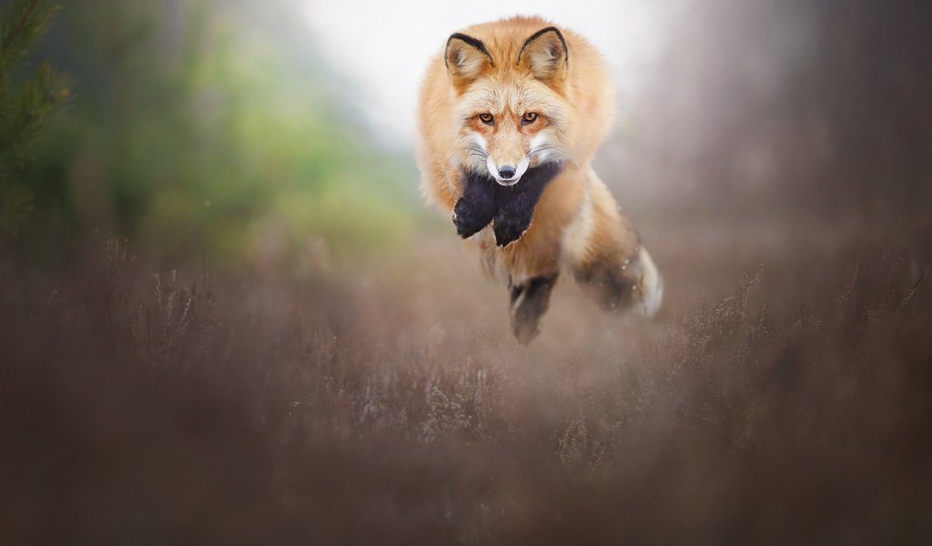 Обои природа, прыжок, лиса, лисица, животное, nature, jump, fox, animal разрешение 2048x1365 Загрузить