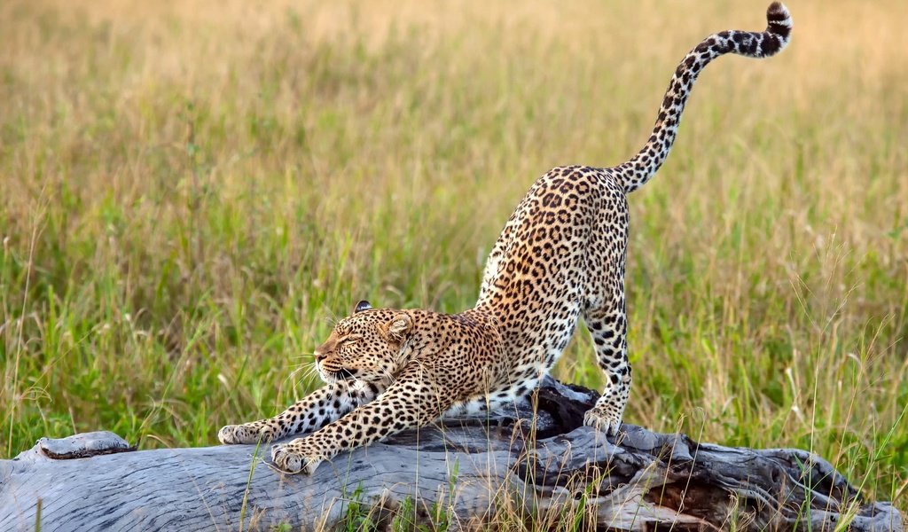 Обои трава, леопард, африка, большая кошка, потягивается, grass, leopard, africa, big cat, stretching разрешение 2500x1667 Загрузить