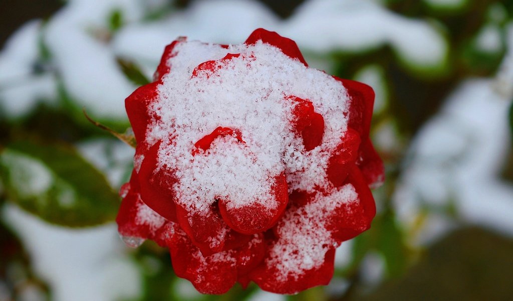 Обои снег, зима, цветок, роза, красная, красная роза, snow, winter, flower, rose, red, red rose разрешение 3000x1798 Загрузить