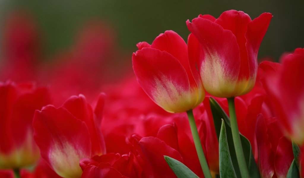 Обои цветы, макро, красные, тюльпаны, flowers, macro, red, tulips разрешение 2048x1365 Загрузить