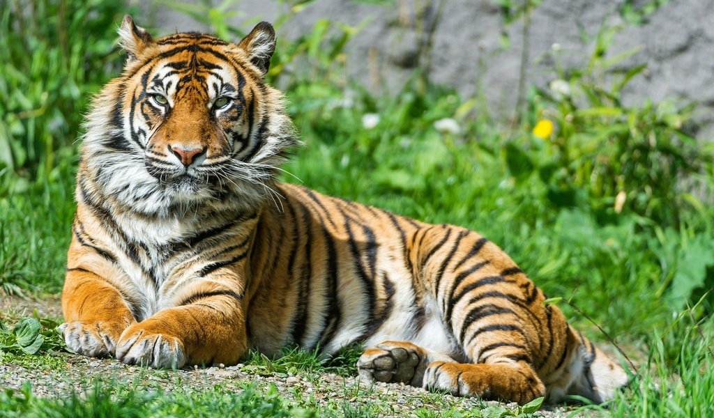 Обои тигр, трава, природа, животные, большая кошка, тигр.животные, tiger, grass, nature, animals, big cat, tiger.animals разрешение 1920x1080 Загрузить