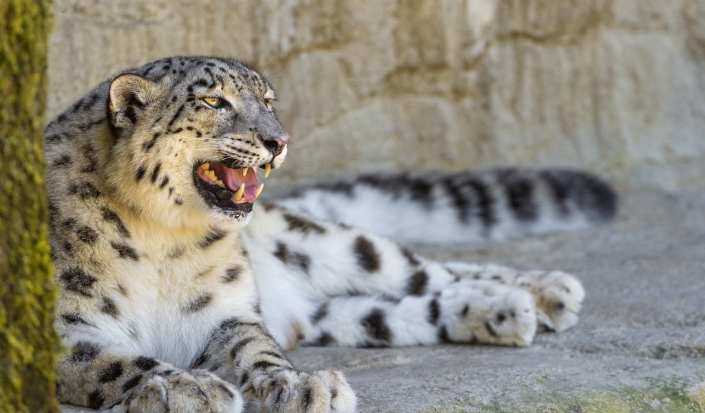 Обои природа, кошка, профиль, камень, отдых, снежный барс, ирбис, ©tambako the jaguar, nature, cat, profile, stone, stay, snow leopard, irbis разрешение 1920x1080 Загрузить