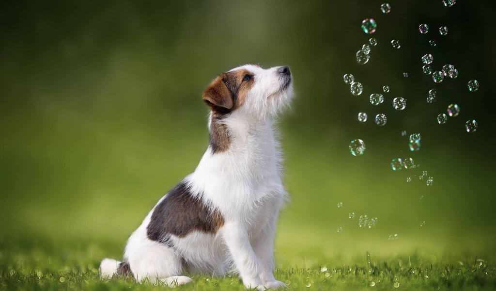 Обои трава, собака, мыльные пузыри, джек-рассел-терьер, grass, dog, bubbles, jack russell terrier разрешение 2048x1365 Загрузить
