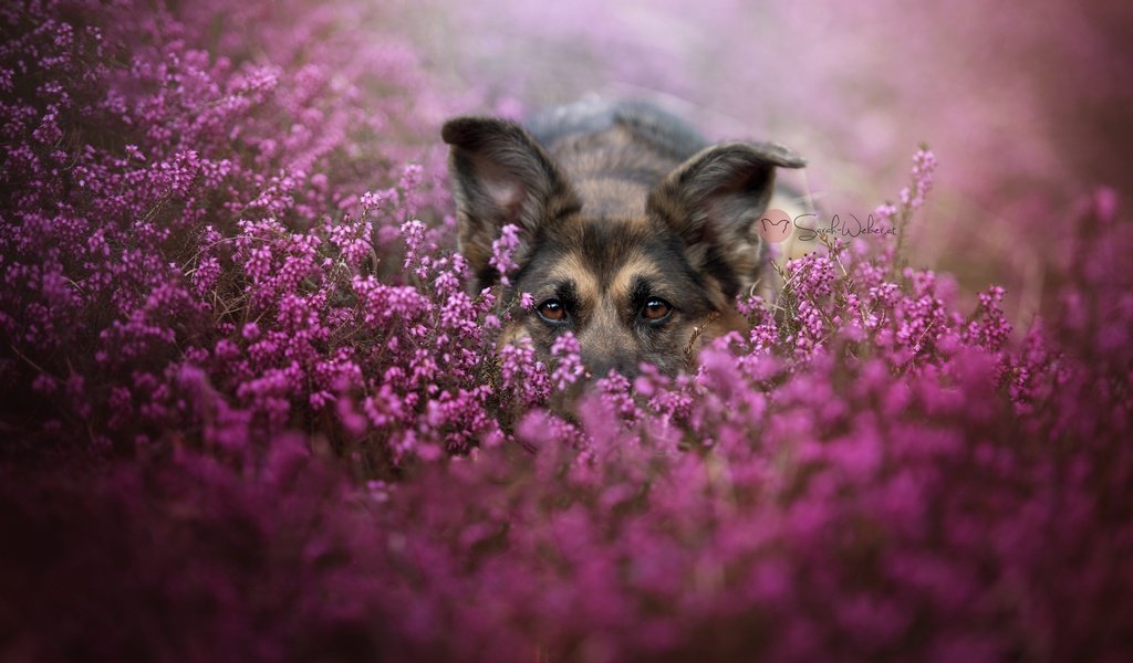 Обои морда, цветы, взгляд, собака, немецкая овчарка, face, flowers, look, dog, german shepherd разрешение 2048x1367 Загрузить