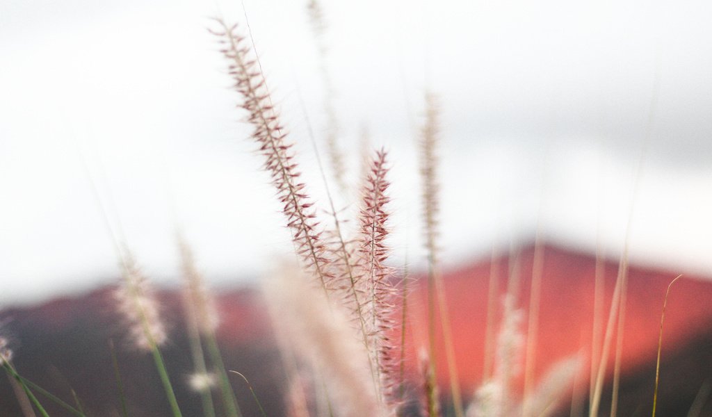 Обои трава, природа, макро, колоски, растение, jeremy bishop, grass, nature, macro, spikelets, plant разрешение 5184x3456 Загрузить