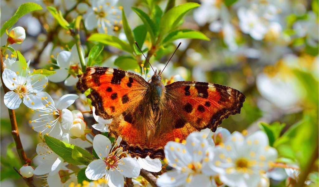 Обои цветение, макро, насекомое, бабочка, весна, flowering, macro, insect, butterfly, spring разрешение 3004x1877 Загрузить