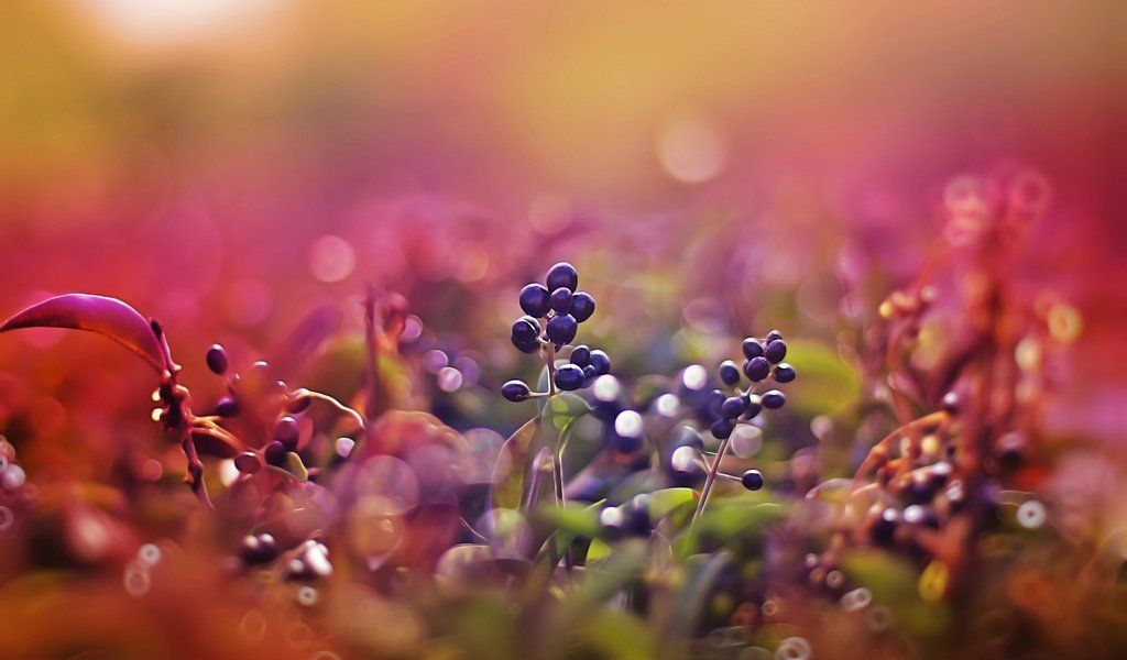 Обои природа, листья, макро, размытость, ягоды, плоды, nature, leaves, macro, blur, berries, fruit разрешение 3840x2400 Загрузить