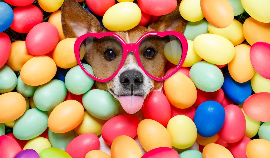 Обои очки, собака, пасха, язык, сердечки, яйца крашеные, glasses, dog, easter, language, hearts, the painted eggs разрешение 6720x4480 Загрузить