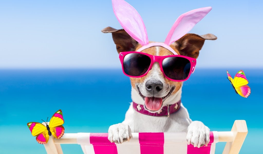 Обои пляж, очки, собака, юмор, бабочки, bunny ears, beach, glasses, dog, humor, butterfly разрешение 5795x3864 Загрузить