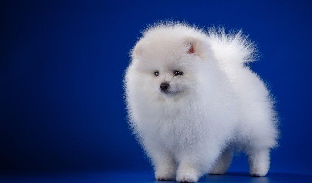 Обои белый, собака, щенок, шпиц, white, dog, puppy, spitz разрешение 3200x2060 Загрузить