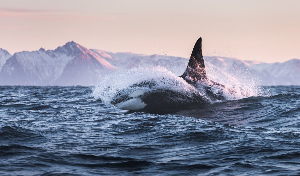 Обои природа, море, касатка, кит, nature, sea, whale, kit разрешение 2048x1202 Загрузить