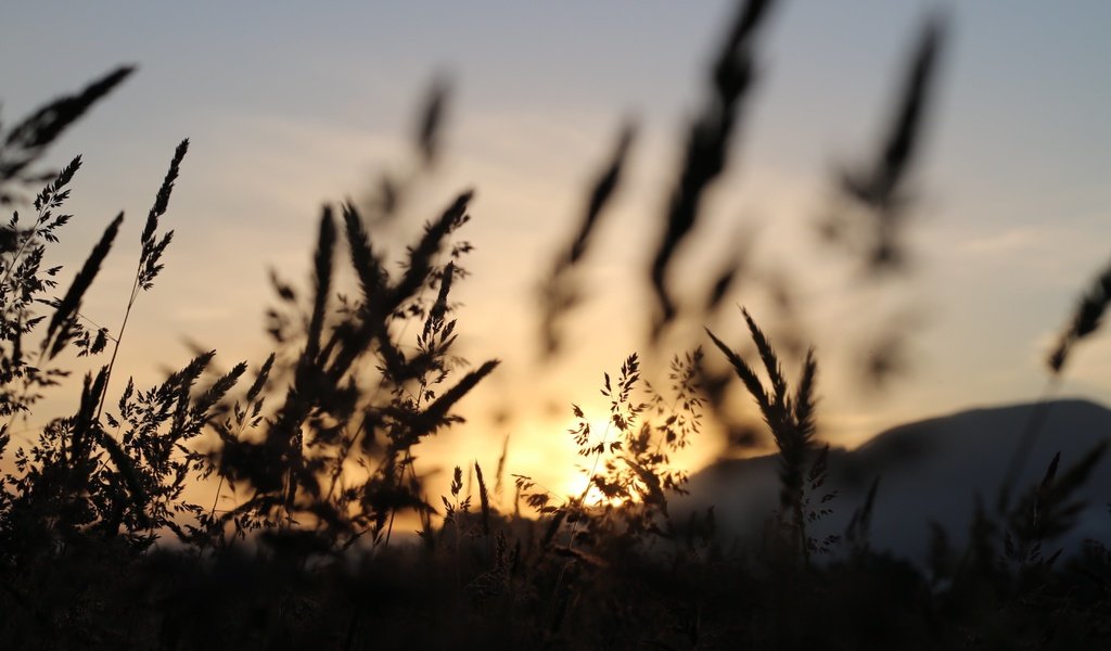 Обои небо, трава, природа, поле, колоски, силуэт, сумерки, matt milton, the sky, grass, nature, field, spikelets, silhouette, twilight разрешение 3648x2432 Загрузить