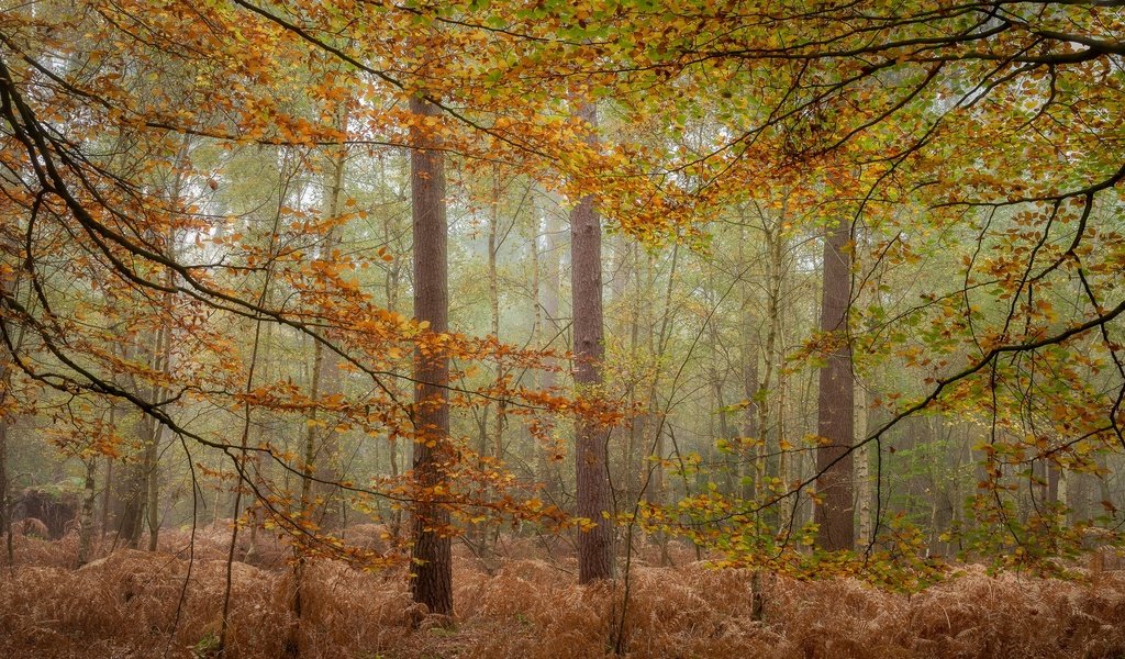 Обои деревья, лес, туман, осень, trees, forest, fog, autumn разрешение 2048x1200 Загрузить