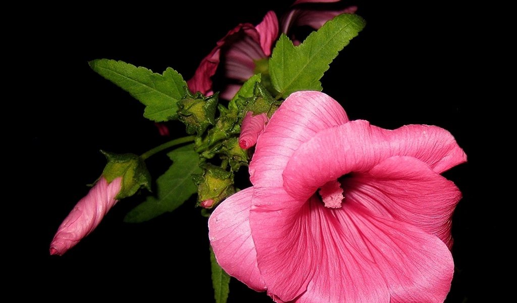 Обои цветок, лепестки, черный фон, розовый, мальва, flower, petals, black background, pink, mallow разрешение 2120x1660 Загрузить
